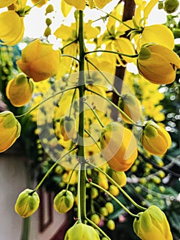 Beautiful yellow amaltas flowers