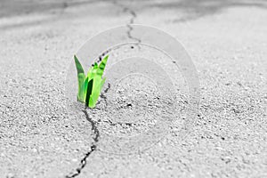 Small tree breaks through the pavement. Green sprout of a plant makes the way through a crack asphalt. photo