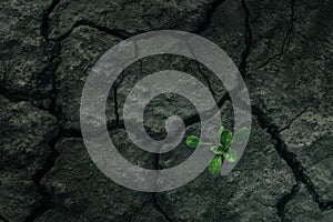 Small tree breaks through the pavement. Green sprout of a plant makes the way through a crack ground.