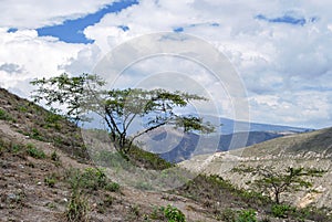 Small tree bush on the slope of the Andes. Ecuador. Not far fr photo