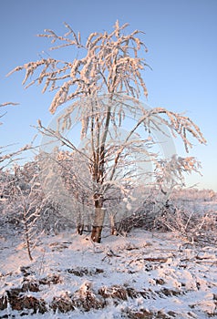 Small tree coated by hoarfrost at warm sunlight