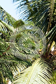 Small tree competing a big coconut tree