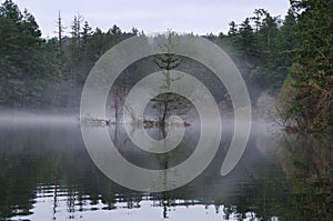 Small tree covered island in Thetis Lake stands out against the mist and fog behind