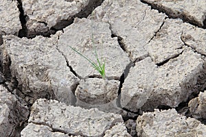 Small tree in crack soil