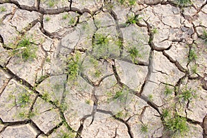 Small tree in crack soil