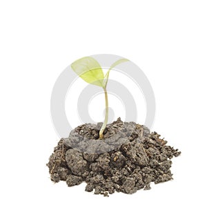 Small tree in cup close-up isolated