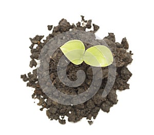 Small tree in cup close-up isolated