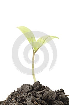 Small tree in cup close-up isolated