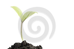 Small tree in cup close-up isolated