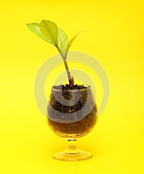 Small tree in cup close-up isolated