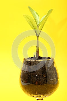 Small tree in cup close-up isolated