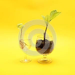 Small tree in cup close-up isolated