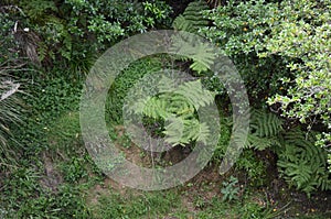 Small Tree Fern in Kiwi Bush