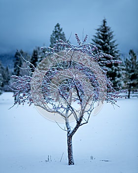 Small tree in a field of winter snow that still has berries on it