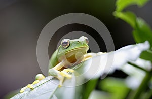 Pequeno un árbol rana 