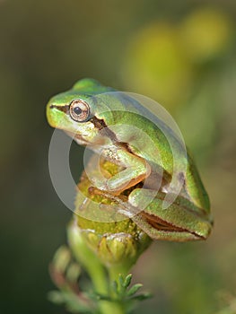 Small tree frog Hyla arborea is sitting on flower