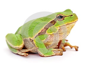Small tree frog