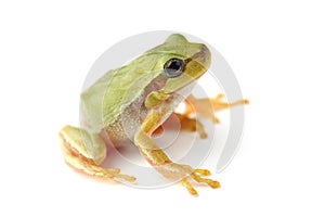 Small tree frog is looking up