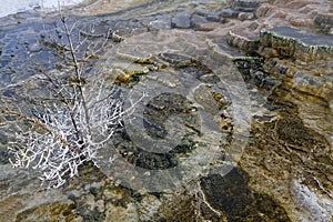 Small tree in geothermal features