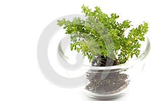 Small tree in glass cup