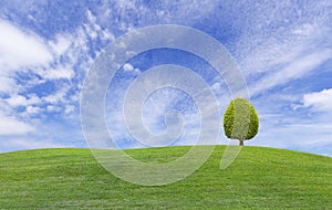 Small tree on green grass hill