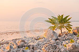 Small tree growing on beach of Maldives near ocean. Tournefortia argentea, Heliotropium foertherianum