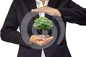 A small tree growing on a coin in the hands of a businesswoman wearing a black dress. The idea of â€‹â€‹business growth.