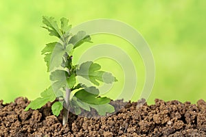 Small tree growing in the dirt