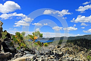 Small Tree growing in obsidian