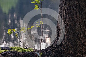 small tree growing out of the rootbase of a pine tree