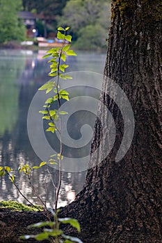 small tree growing out of the rootbase of a pine tree