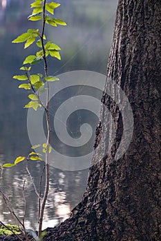small tree growing out of the rootbase of a pine tree