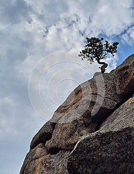 Small tree growing from a rock