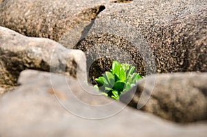 Small tree growing on rock cliff