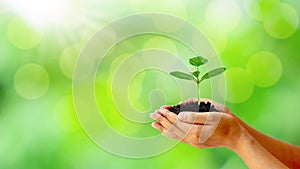 A small tree growing on a silver coin and energy-saving light bulbs, an energy-saving concept.