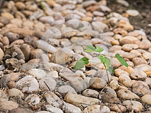 Small tree growing among stack of small rocks.