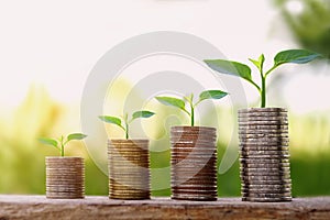 small tree growing step on coins. concept finance