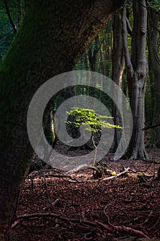 Small tree growing in sunlight among shade of large beech trees