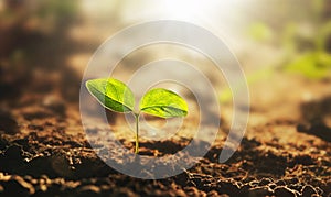 small tree growing with sunrise. green world and earth day concept