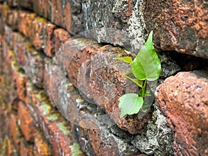 Small tree growing up on the wall