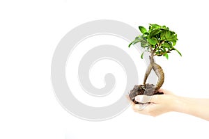 Small tree growing in womans hands