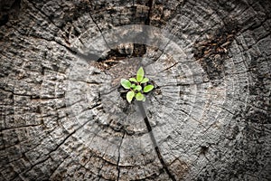 Small tree grows from dying wood