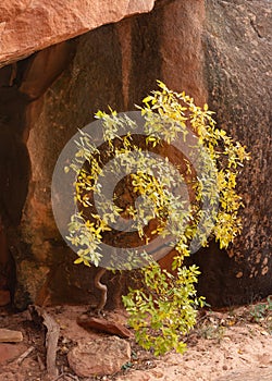 A small tree grows in the shelter of a red sandstone boulder streaked with black desert varnish