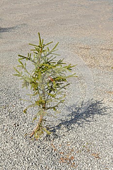 A small tree grows among the wreckage