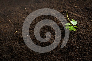 Small tree with Hands and soil , soil background