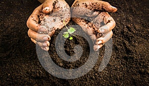 Small tree with Hands and soil , soil background