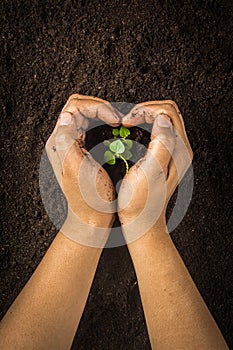 Small tree with Hands and soil , soil background