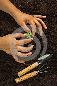 Small tree with Hands and soil , soil background