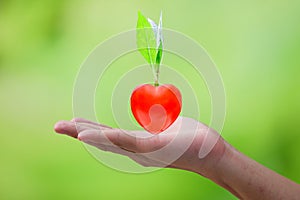 Small tree with heart-shaped roots rests on the hands of men