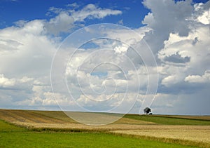 Small tree on the horizon in rural landscape